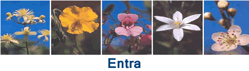 Entra - Enter